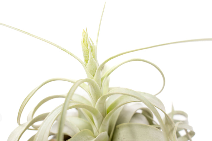 Wholesale - Medium Tillandsia Xerographica / 5-6 Inch Plants