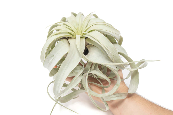hand holding a large tillandsia xerographica air plant