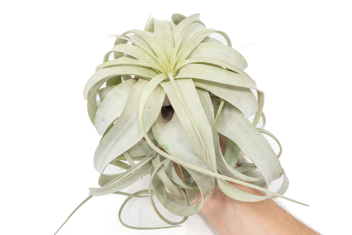 hand holding large tillandsia xerographica air plant