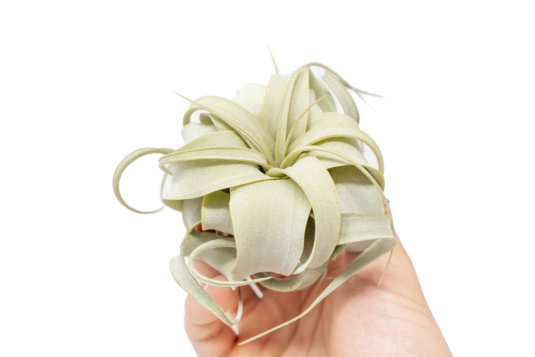 Tillandsia Xerographica Seedling - 2-4 Inches Wide - Help Support Sustainable Farming