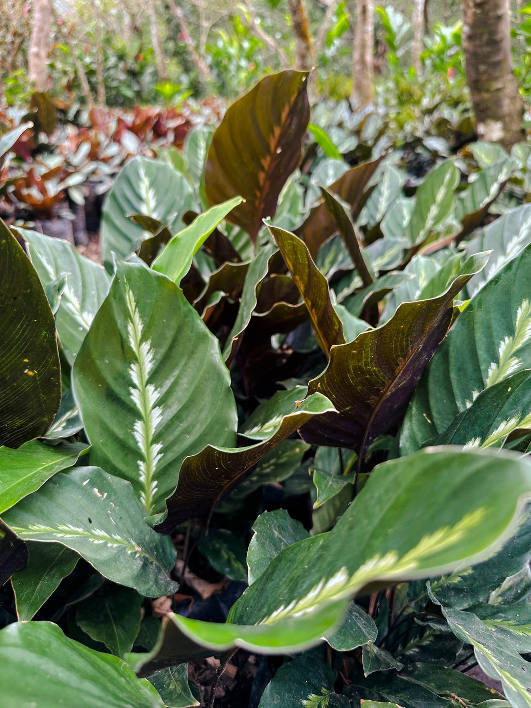 Wholesale - Calathea 'Prayer Plants' Maui Queen Fresh Rooted Cuttings