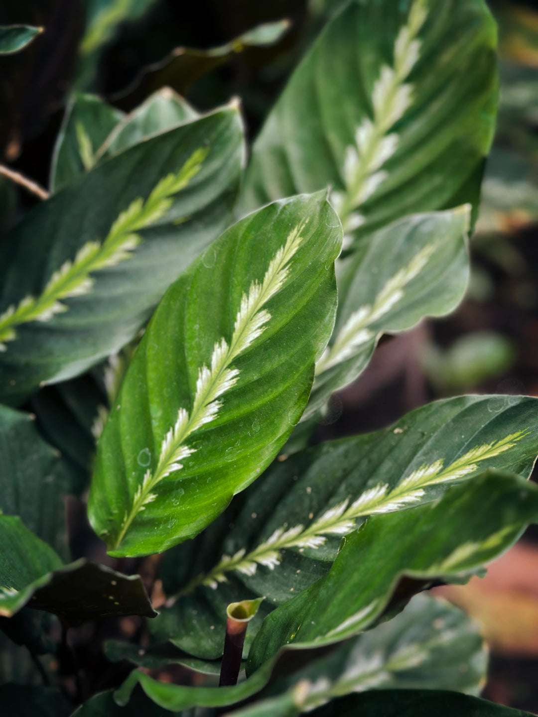 Wholesale - Calathea 'Prayer Plants' Maui Queen Fresh Rooted Cuttings