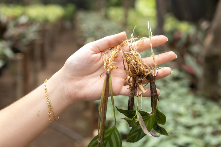 Wholesale - Calathea 'Prayer Plants' Roseopicta Medallion Fresh Rooted Cuttings
