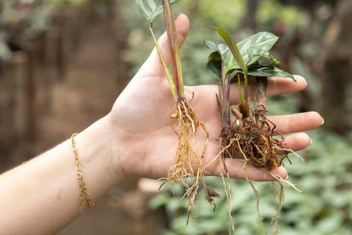 Wholesale - Calathea 'Prayer Plants' Setosa Fresh Rooted Cuttings