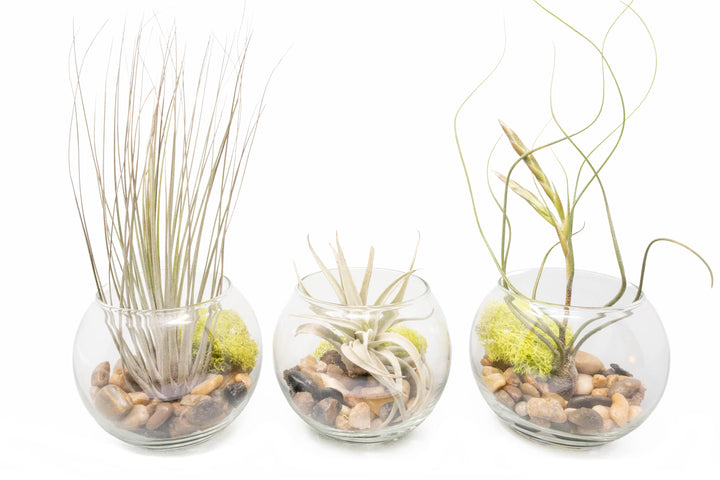 three glass bubble bowls with pebbles, moss and assorted tillandsia air plants