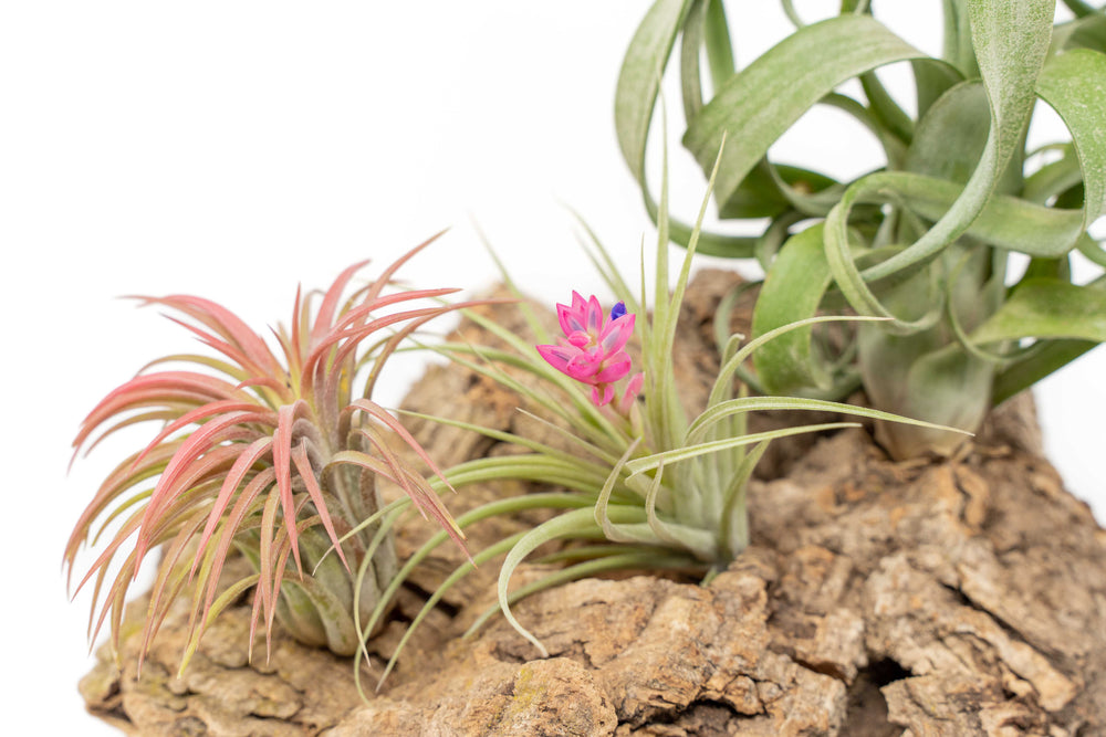 close up of blooming tillandsia air plant on table top cork bark display