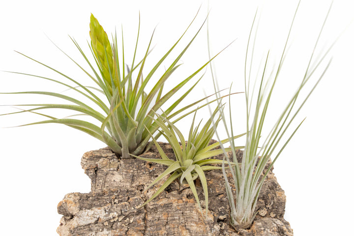 medium cork bark display for table top with attached assorted tillandsia air plants
