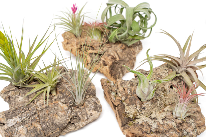 three medium cork bark displays for table top with attached assorted tillandsia air plants