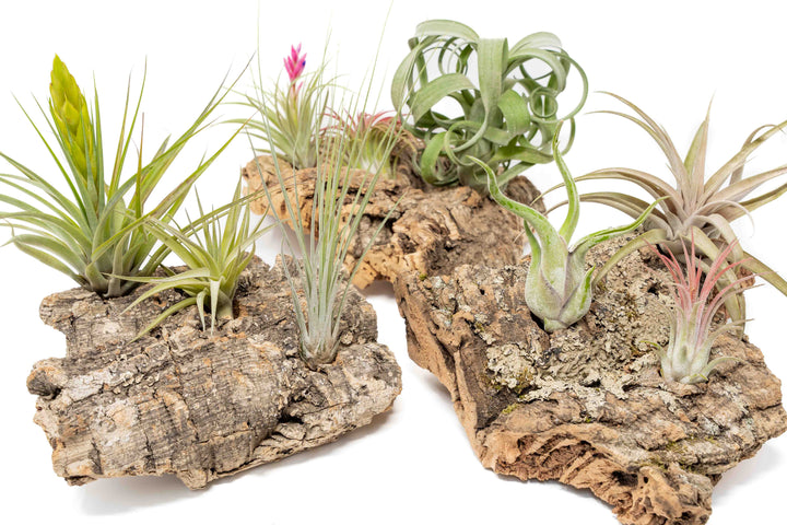 three medium cork bark displays for table top with attached assorted tillandsia air plants