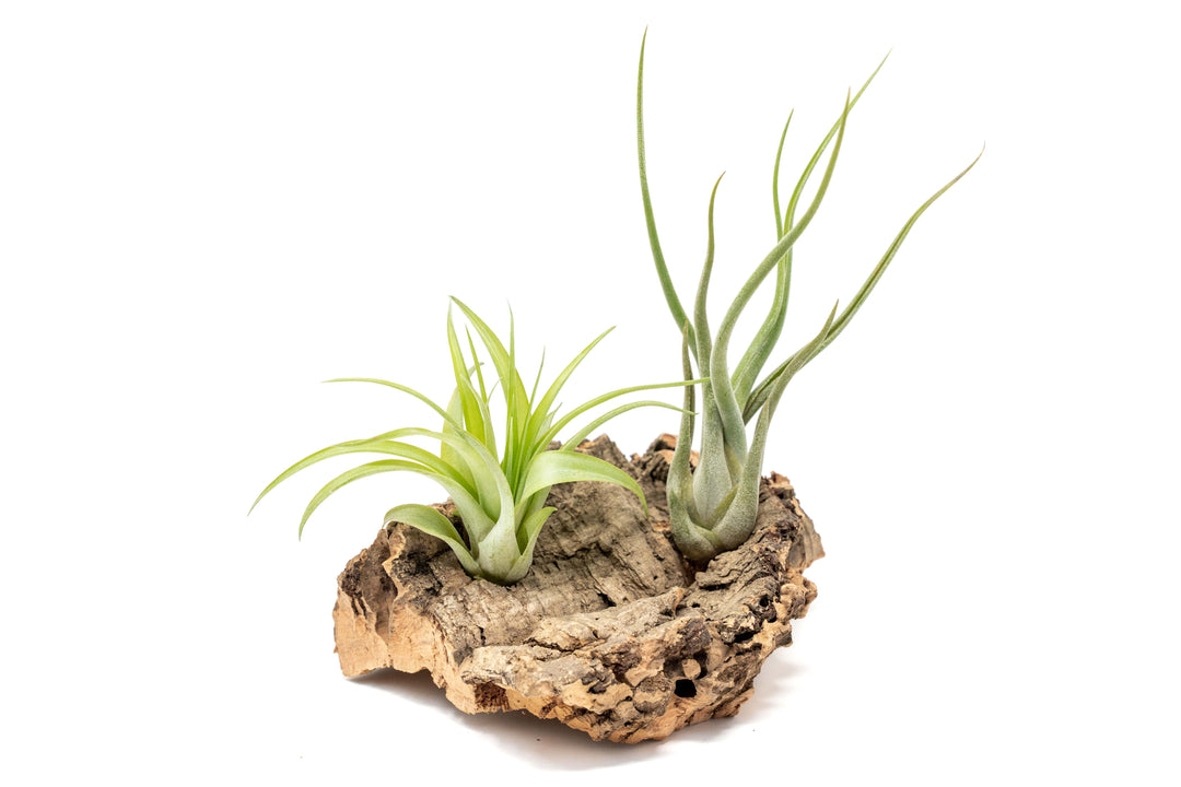 Wholesale - Small Tabletop Cork Bark Display with 2 Tillandsia Air Plants