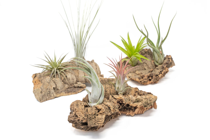 three small cork bark display with two assorted tillandsia air plants each