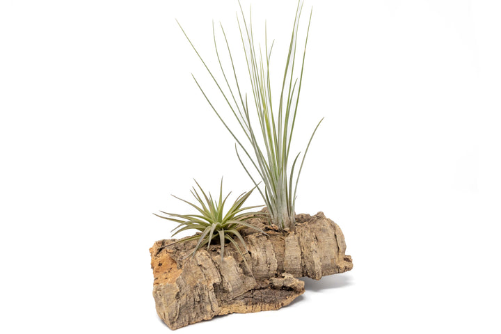 small cork bark display with two assorted tillandsia air plants
