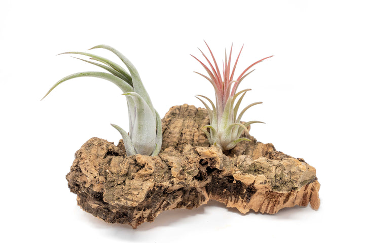 small cork bark display with two assorted tillandsia air plants