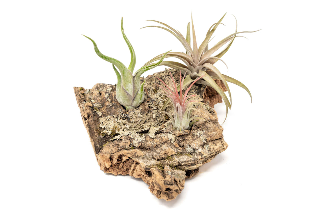 medium cork bark display for table top with attached assorted tillandsia air plants