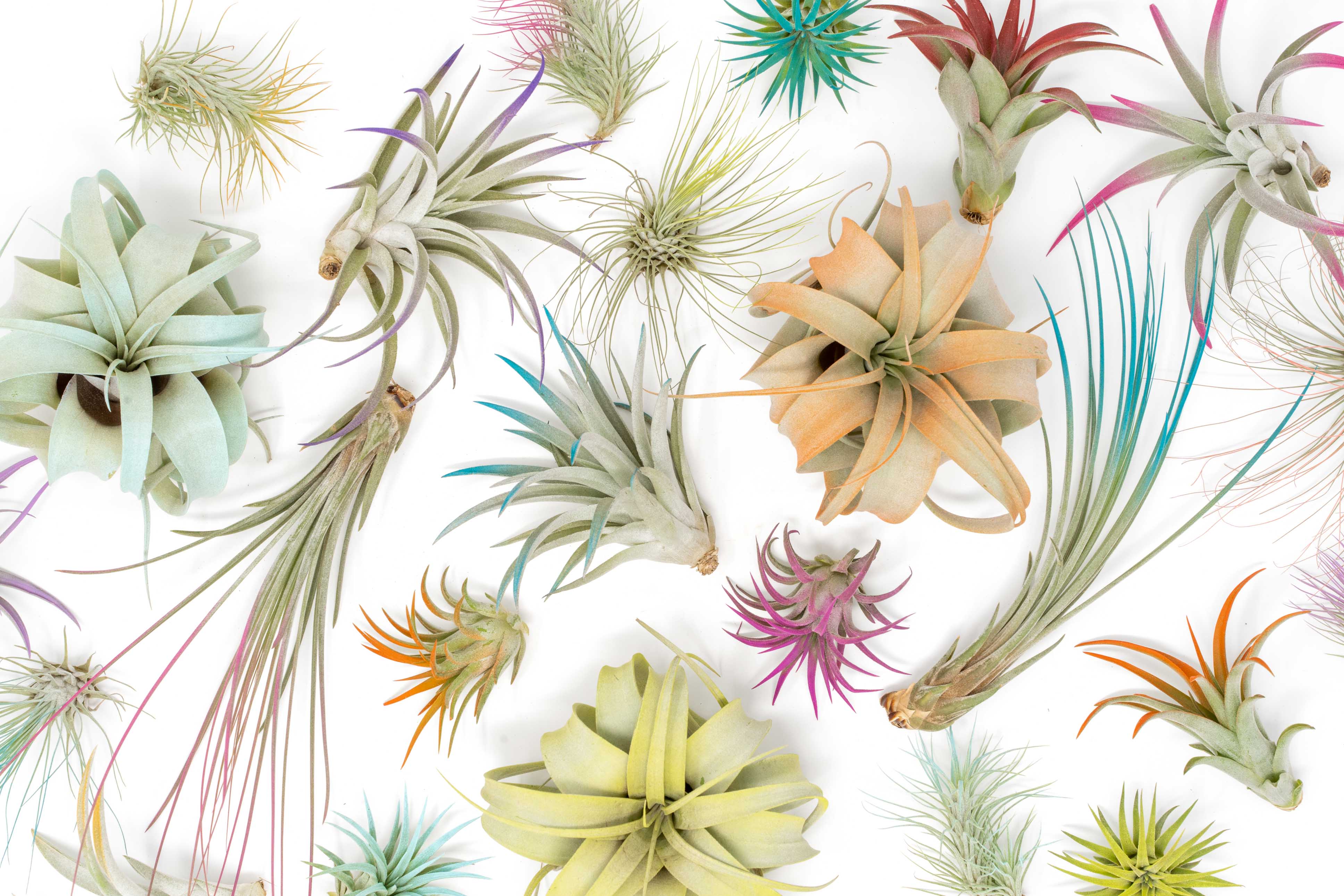 Tillandsia supurengeliana (Coastal form) Tillandsia Sprengeliana