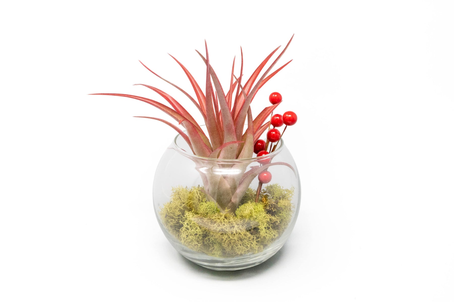  4.5 Inch Glass Air Plant Terrarium Kit with Color Changing LED  Light Display, Live Tillandsia Air Plant, White Sand, Seashell and Colored  Reindeer Moss (Green) : Patio, Lawn & Garden