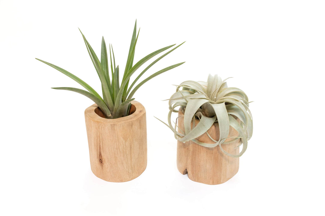 Gift Wrapped Set of 2 Large Driftwood Containers with Assorted Tillandsia Air Plants