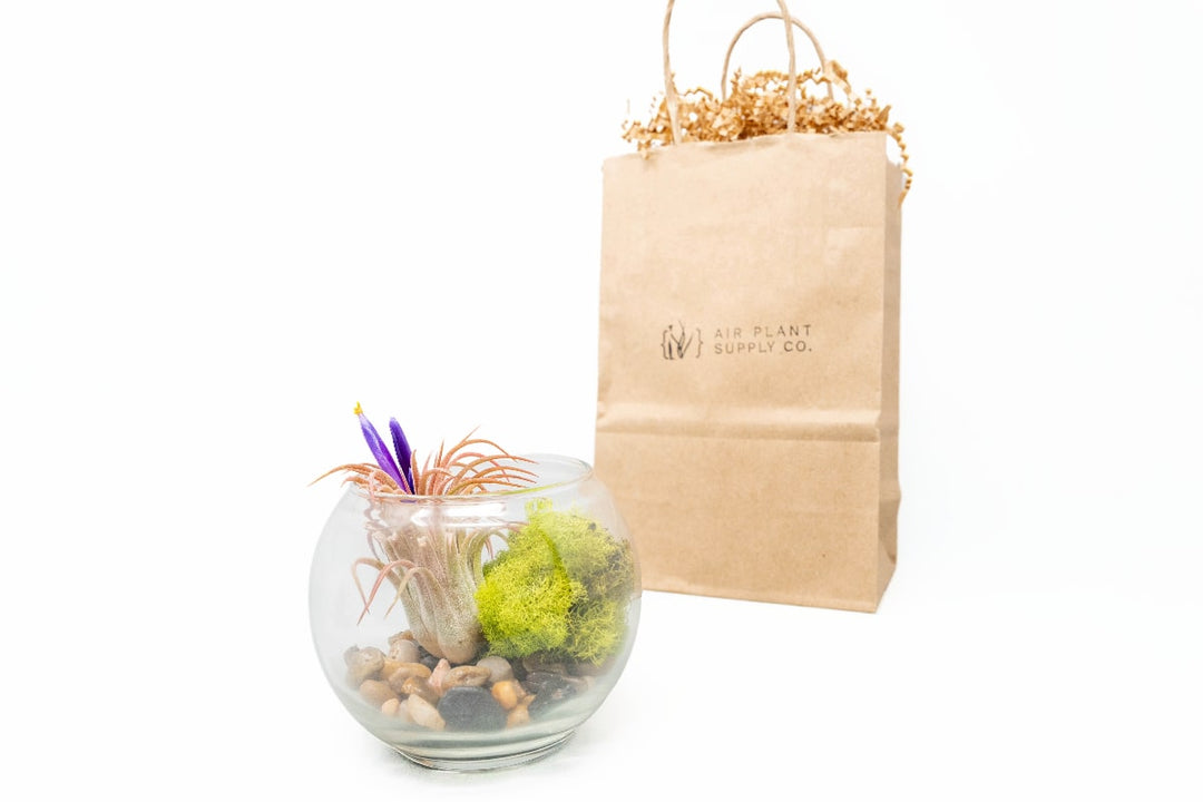 bubble bowl glass terrarium with stones, moss and tillandsia ionantha air plant with gift bag