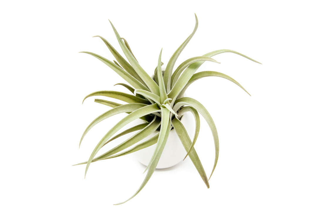 Wholesale - Small Ivory Ceramic Container with Custom Tillandsia Air Plant