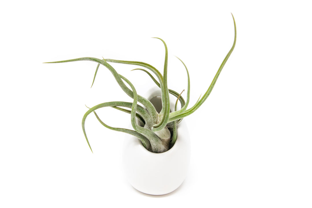 Small Ivory Ceramic Container - Choose Your Custom Tillandsia Air Plant