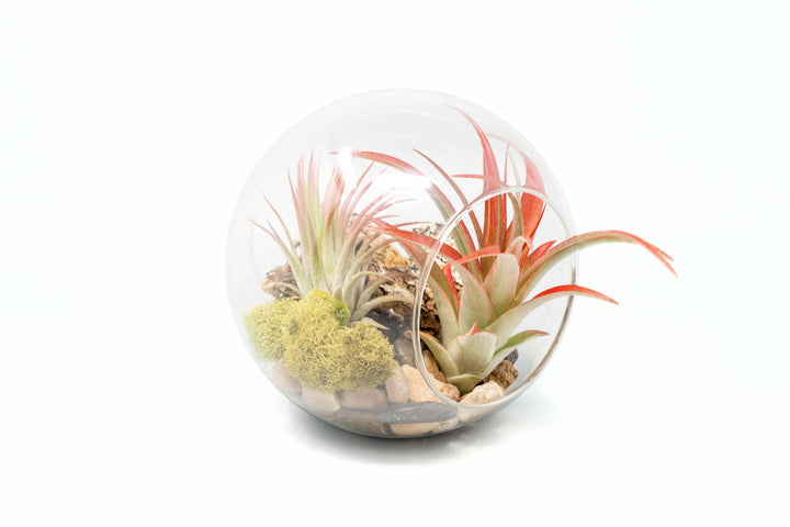 large glass globe terrarium with two open ends containing cork bark, stone and moss accents and tillandsia air plants