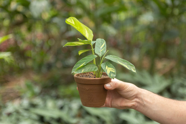 Wholesale - Calathea 'Prayer Plants' Lubbersii Fresh Rooted Cuttings