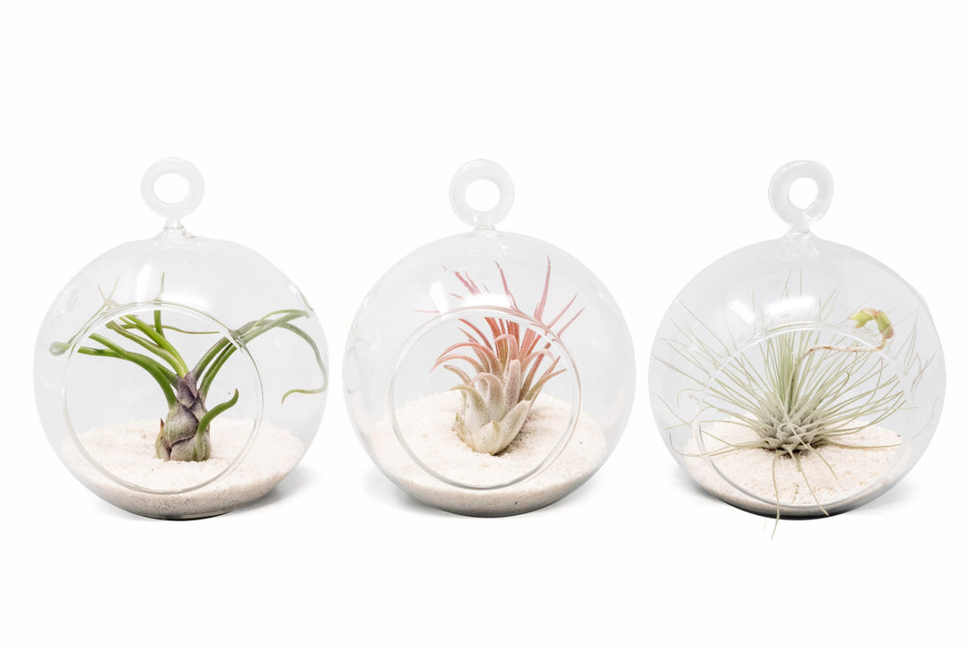 three mini hanging glass globe terrariums with white sand and assorted tillandsia air plants