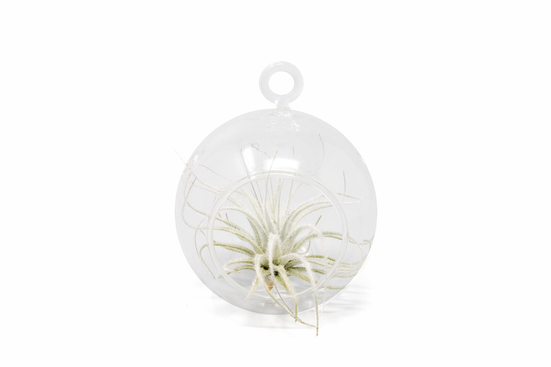mini glass globe terrarium with tillandsia tectorum air plant