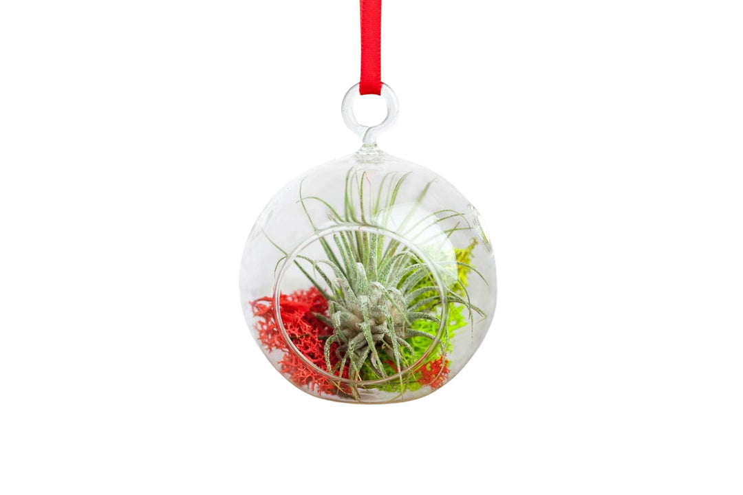 mini glass globe terrarium hung with red ribbon containing red and green moss with tillandsia ionantha guatemala air plant