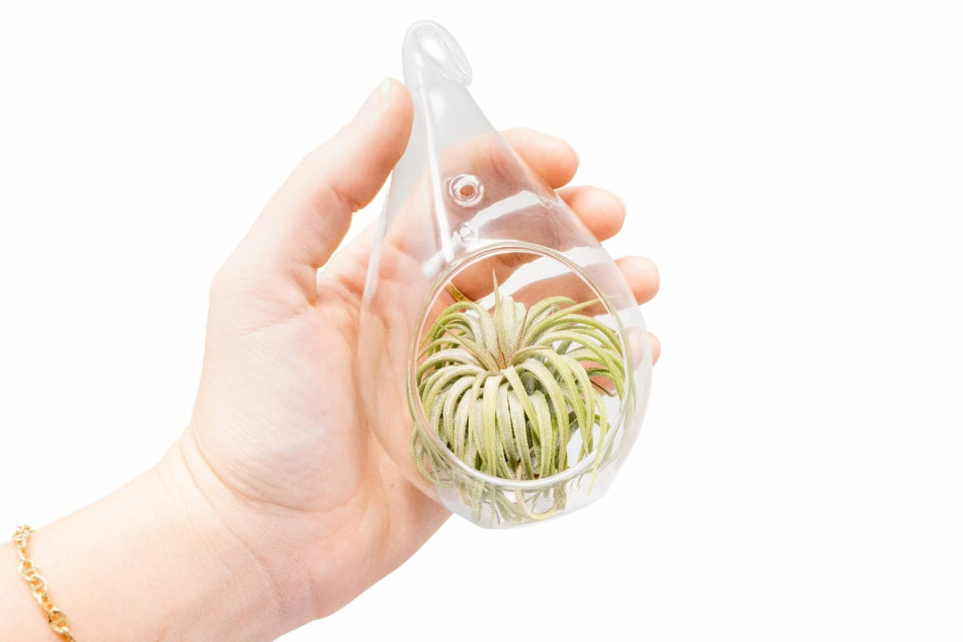 hand holding a teardrop glass terrarium with tillandsia ionantha rubra air plant