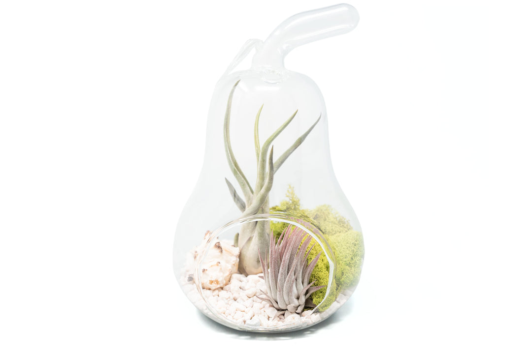 pear shaped terrarium with white gravel, moss and two tillandsia air plants