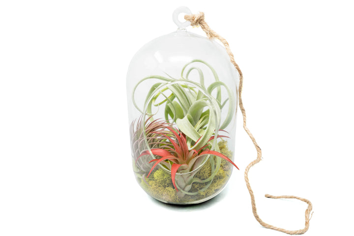 glass capsule terrarium with moss and three assorted tillandsia air plants