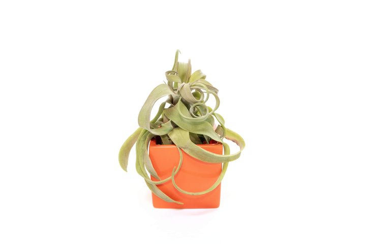 orange ceramic cube with tillandsia streptophylla air plant