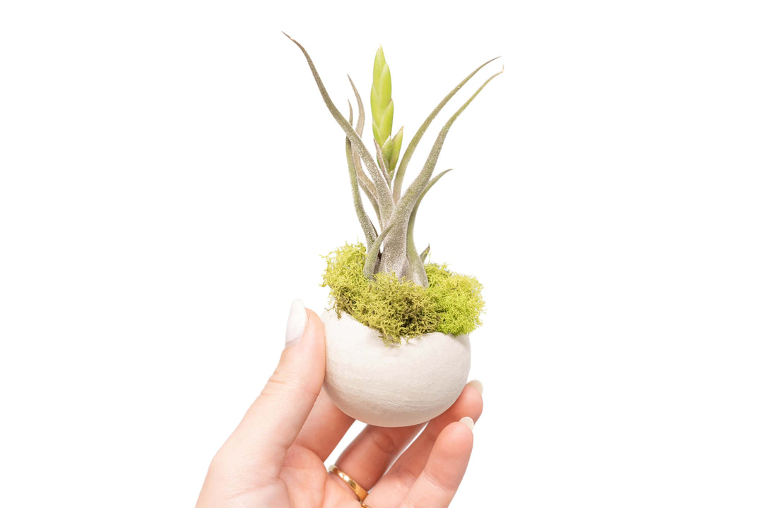 hand holding a natural seed pod container with moss and budding tillandsia caput medusae air plant