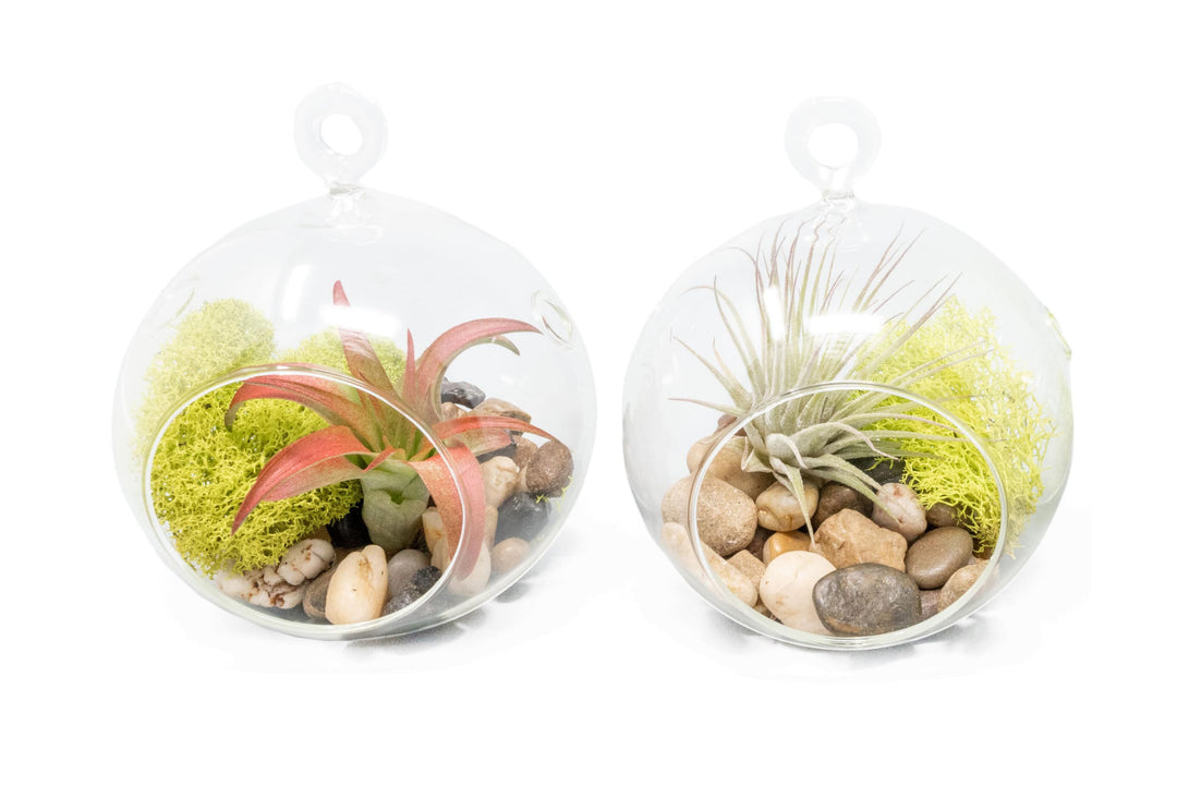Set of 2 Stunning Hanging Glass Terrariums with Flat Bottoms