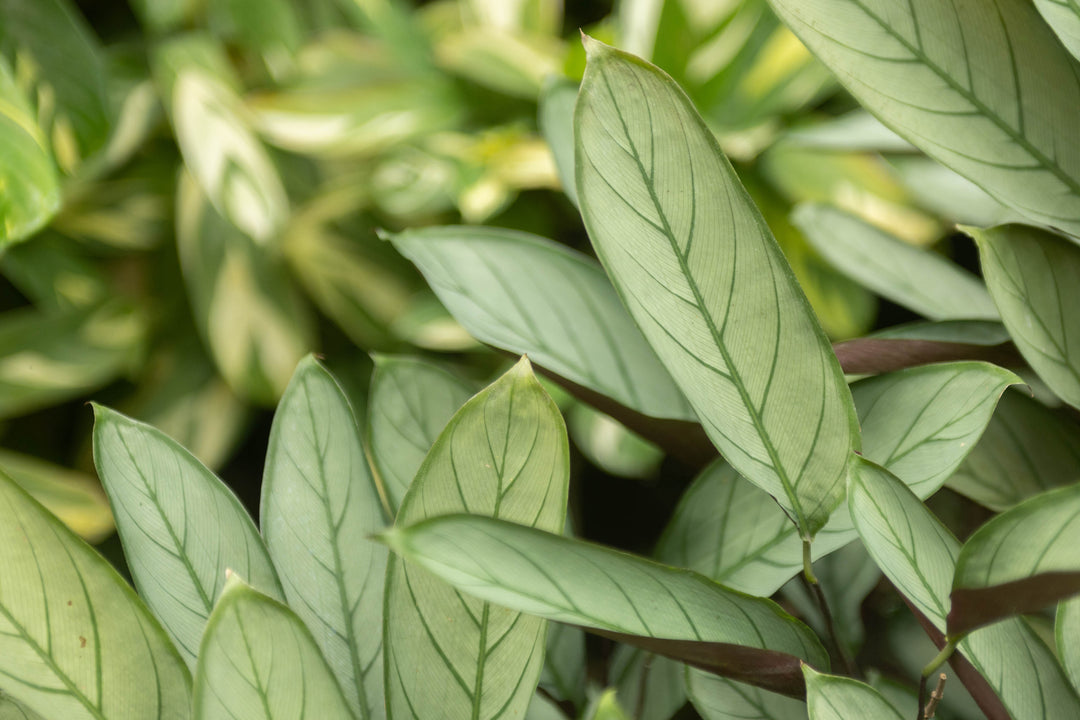 Wholesale - Calathea 'Prayer Plants' Setosa Fresh Rooted Cuttings