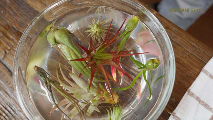 Soaking Method Air Plant Watering: The Soaking Method