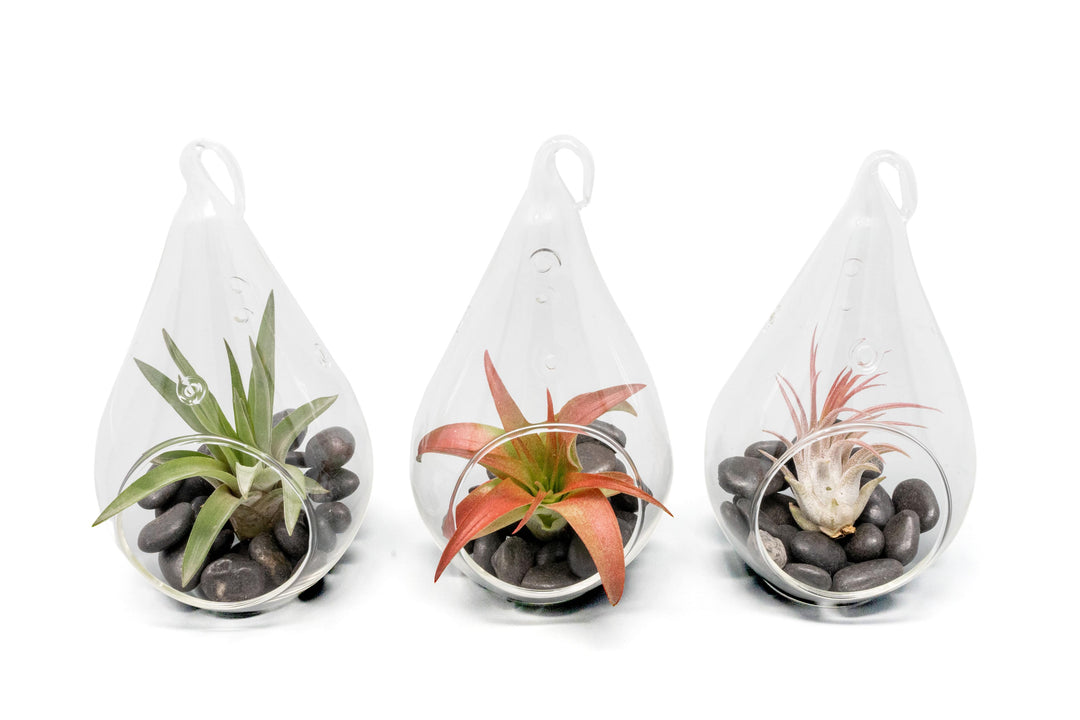 three teardrop shaped terrariums with black stones and assorted tillandsia air plants