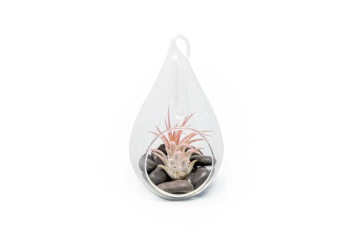 Wholesale Teardrop Terrariums with Tillandsia Ionantha & Black Stone