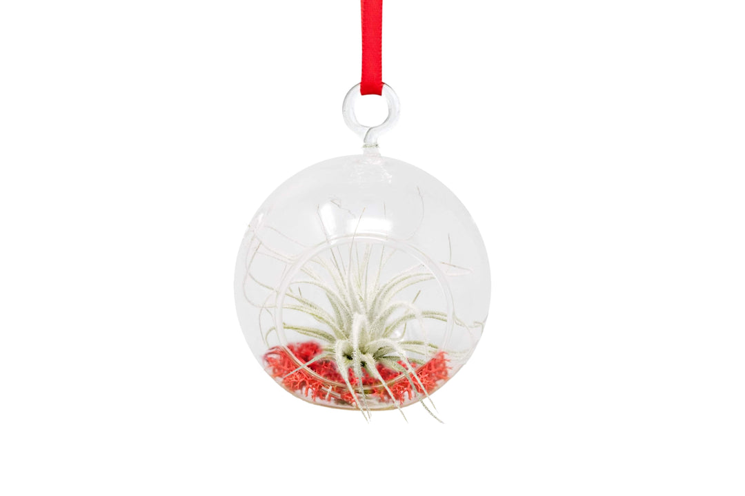 mini glass globe terrarium with red moss and tillandsia tectorum air plant hanging with red ribbon