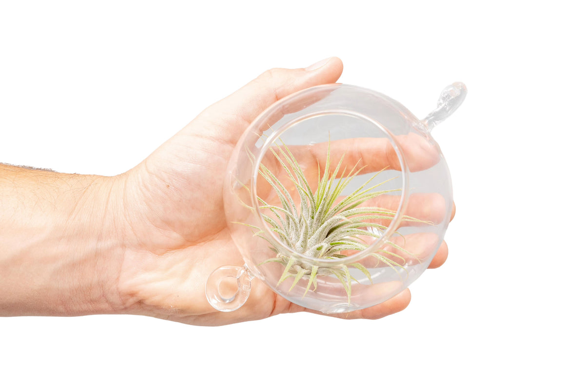Wholesale Terrariums with Double Hooks and Tillandsia Air Plants