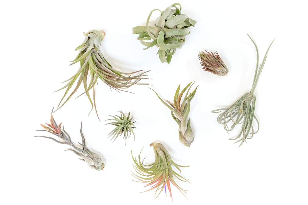 SALE Tillandsia Air Plant Grab Bag of Premium Medium & Large Plants