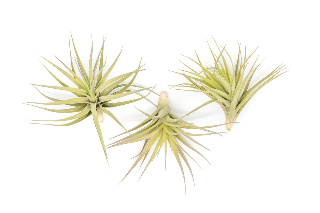 Tillandsia Aeranthos - Clavel del Aire - "Carnation of the Air" Air Plant