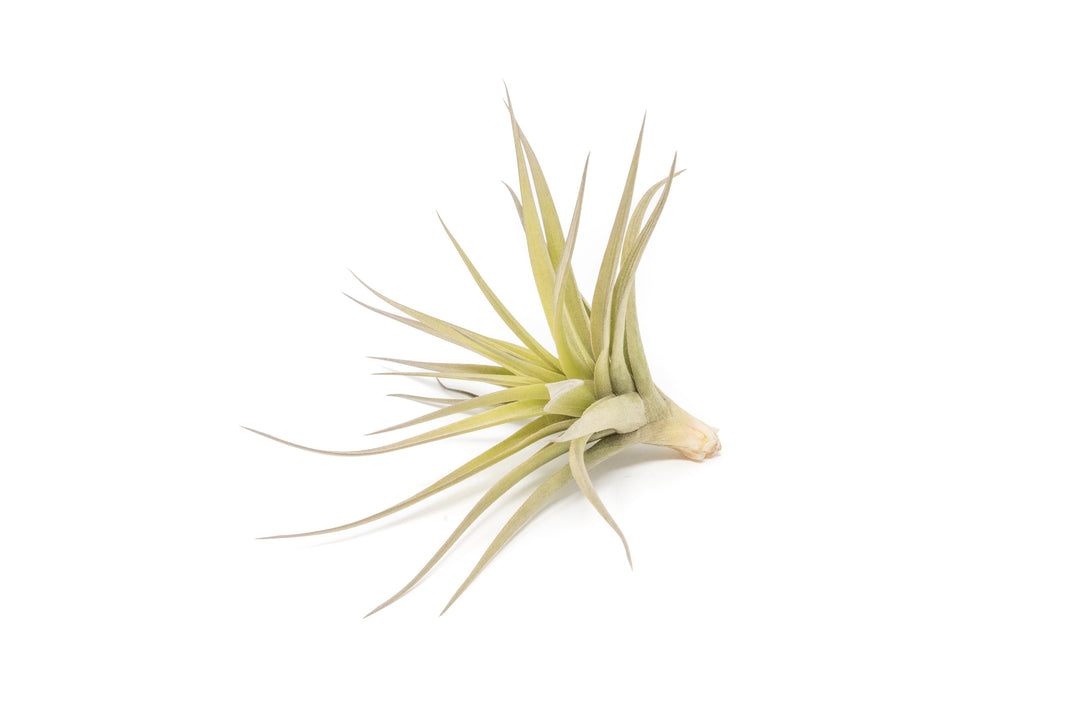 Tillandsia Aeranthos - Clavel del Aire - "Carnation of the Air" Air Plant
