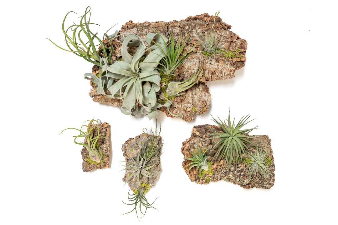 Wholesale -  Fully Assembled Air Plant Cork Bark Displays - Small