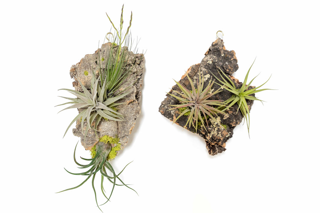 Wholesale -  Fully Assembled Air Plant Cork Bark Displays - Small
