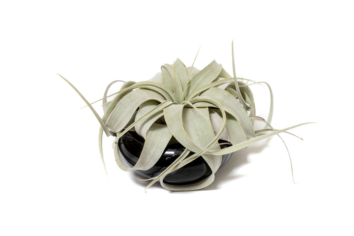mini tillandsia xerographica air plant in black glazed ceramic dish