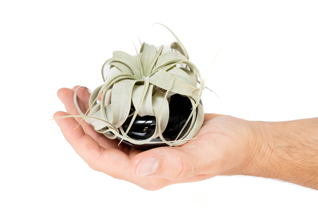 Wholesale - Air Plant Miniature Dish Garden With Seedling Tillandsia Xerographica