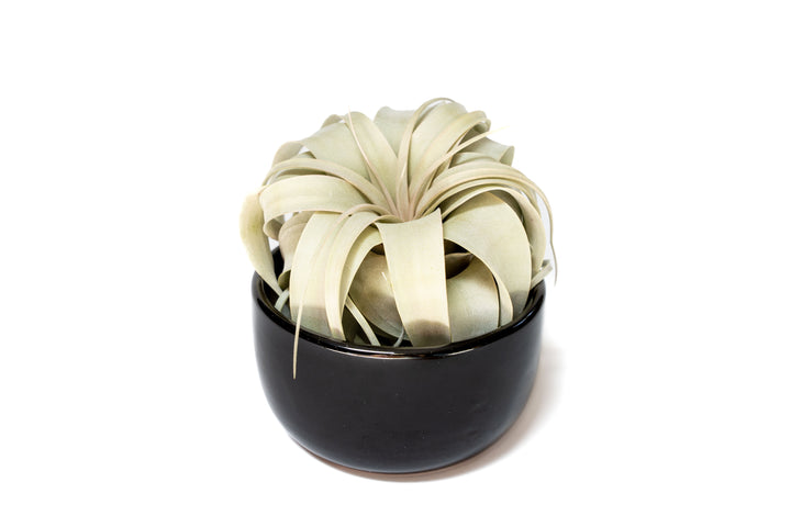 black glazed terracotta pot with tillandsia xerographica air plant