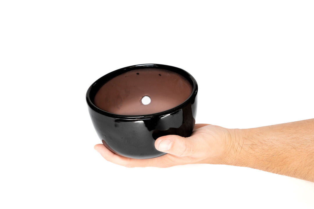 Wholesale - Black Glazed Terracotta Pot with Tillandsia Xerographica Air Plant